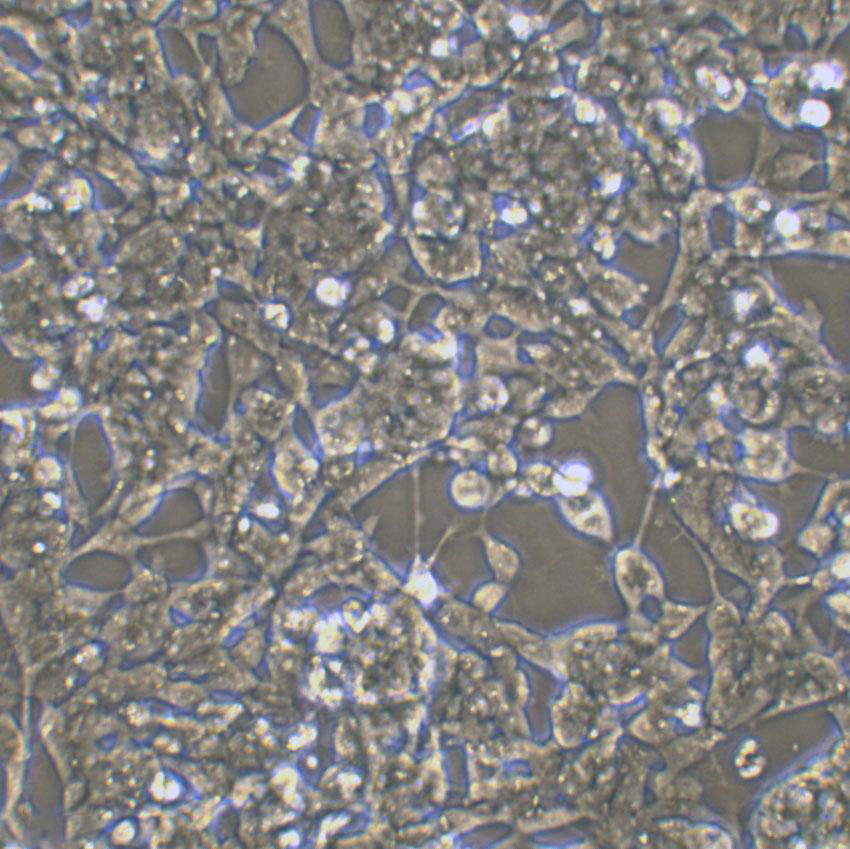 BHP 10-3 Cell|人甲状腺乳头状癌细胞,BHP 10-3 Cell