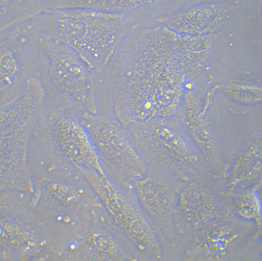 MCF-7B Cell|人乳腺癌细胞,MCF-7B Cell