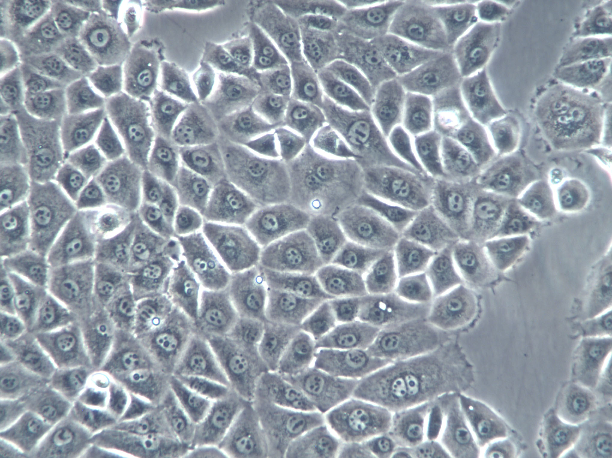EOC 20 Cell|小鼠小神经胶质细胞,EOC 20 Cell