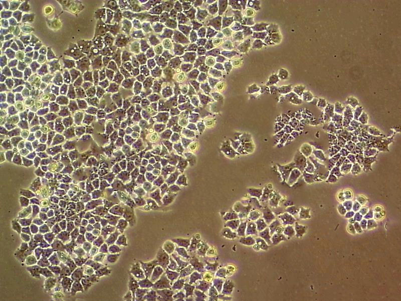 CHO-S Cell|中国仓鼠卵巢细胞,CHO-S Cell