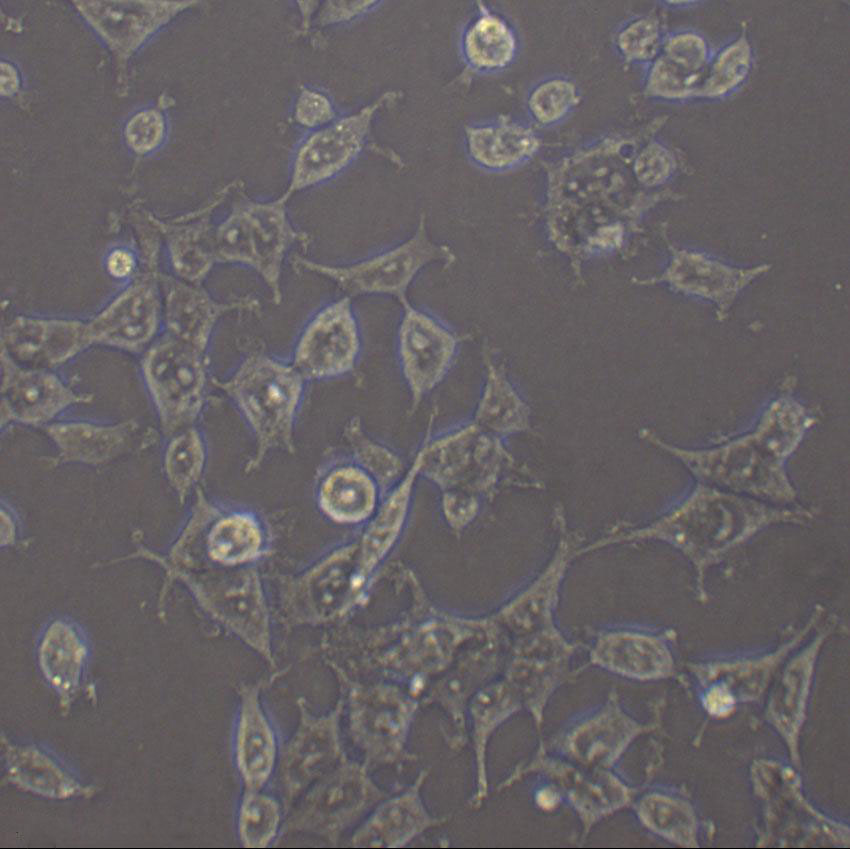 HCT 15 Cell|人结直肠腺癌细胞,HCT 15 Cell