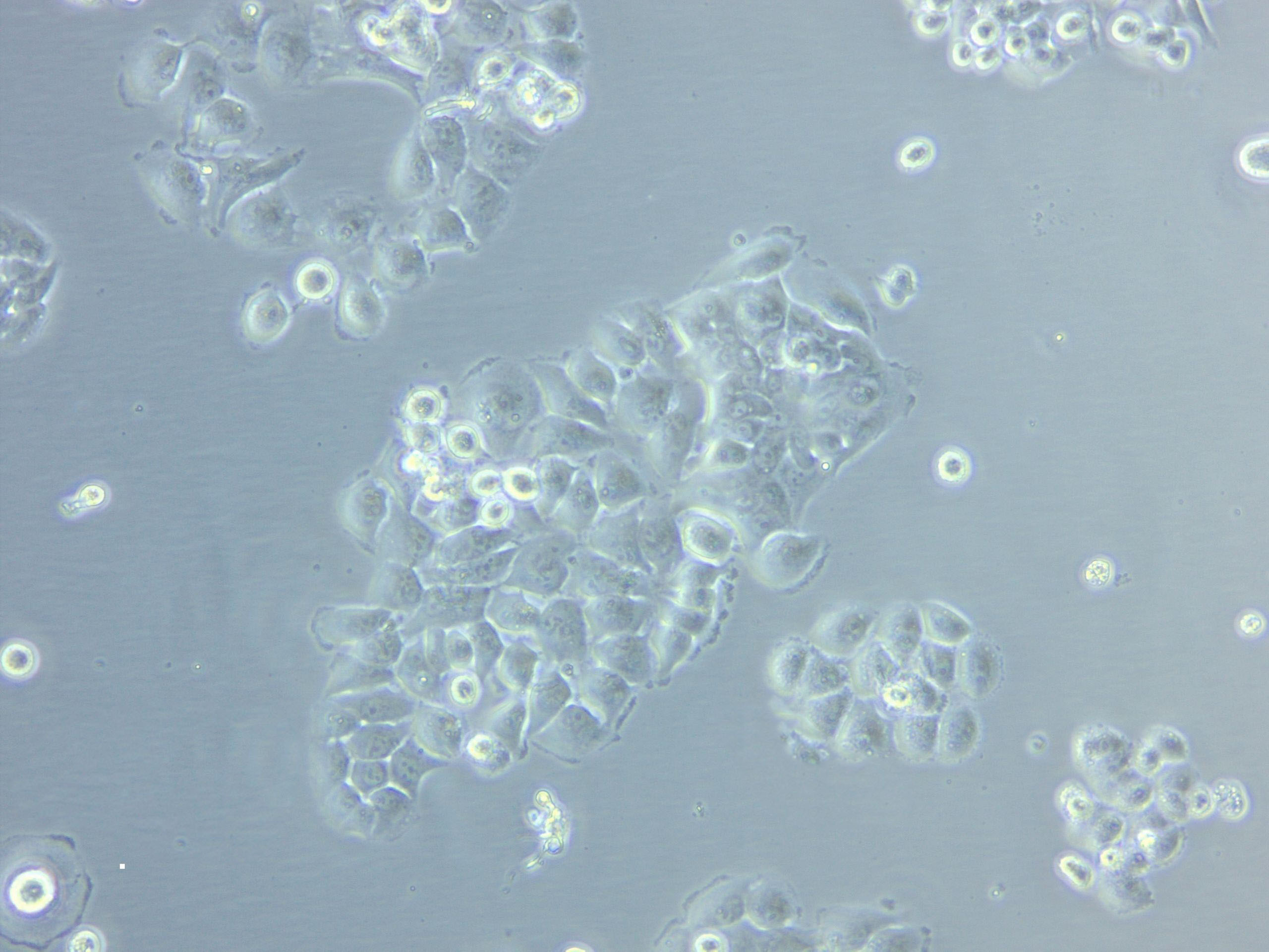 SF295 Cell|人XG惡性膠質(zhì)瘤細胞,SF295 Cell