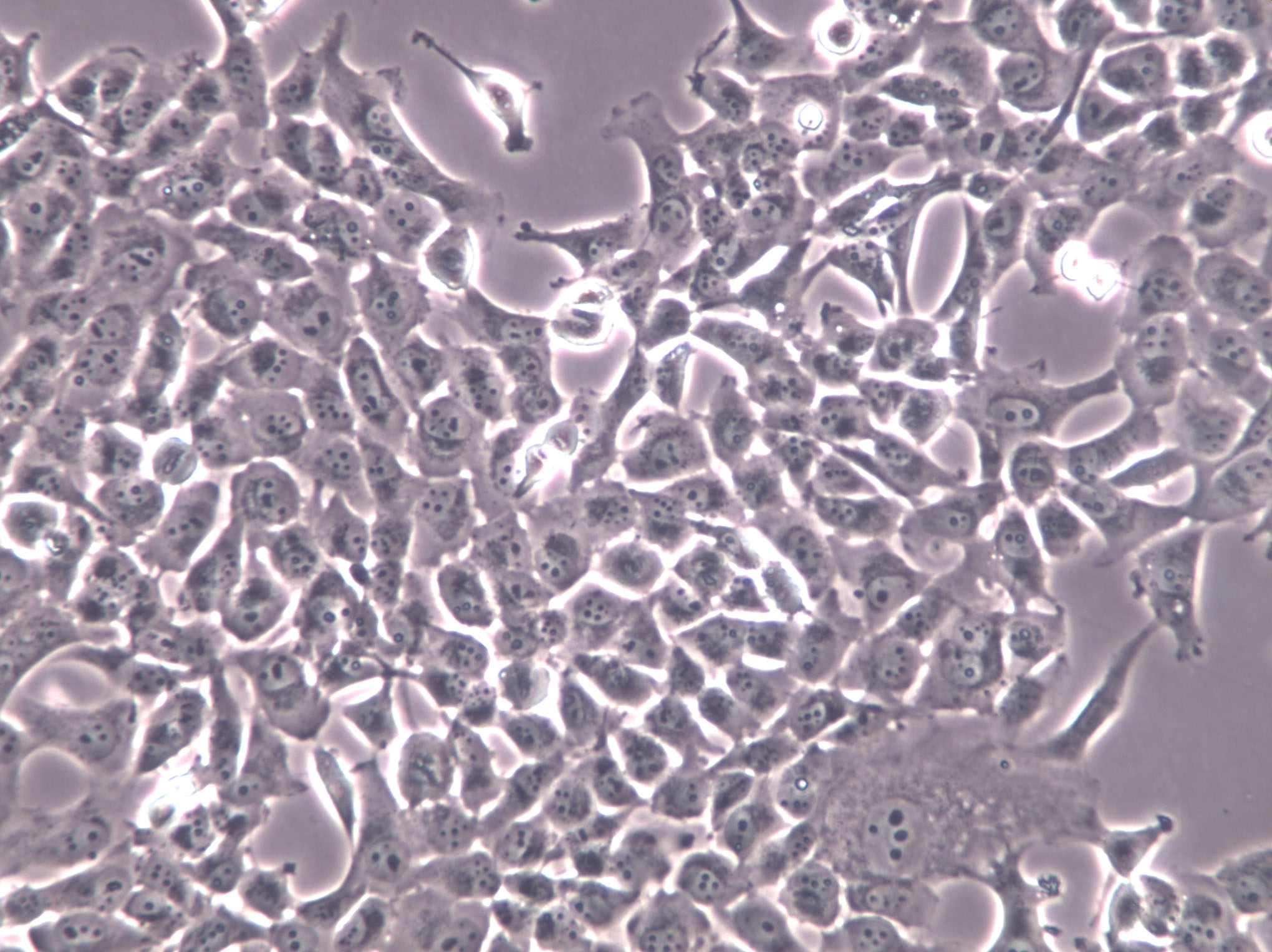 EBTr Cell|牛胚氣管細(xì)胞,EBTr Cell