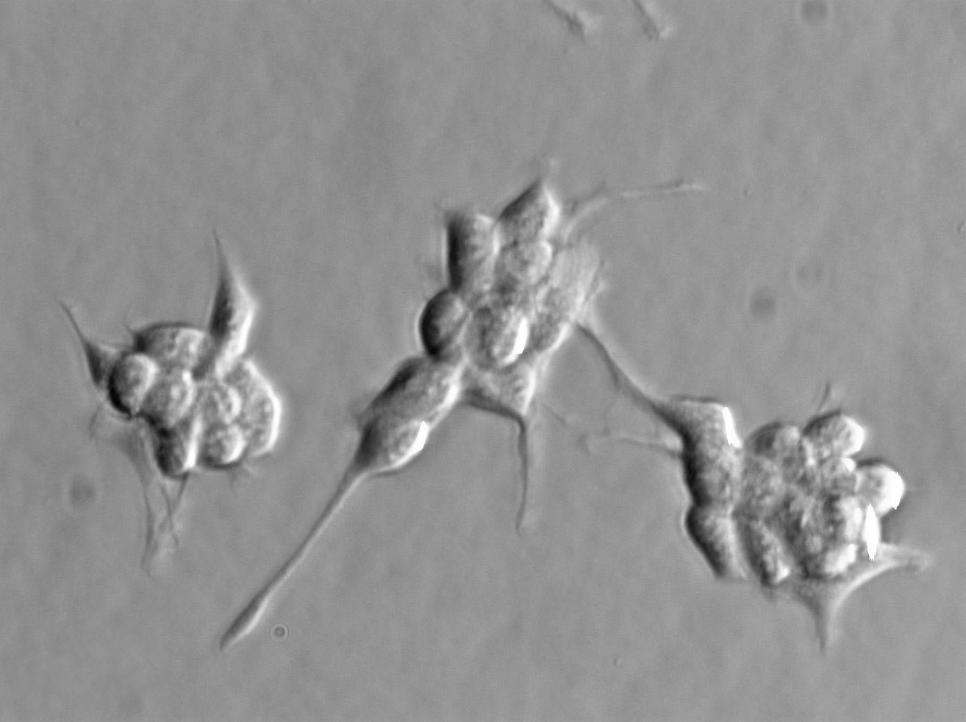 MC-26 Cell|小鼠结肠癌细胞,MC-26 Cell