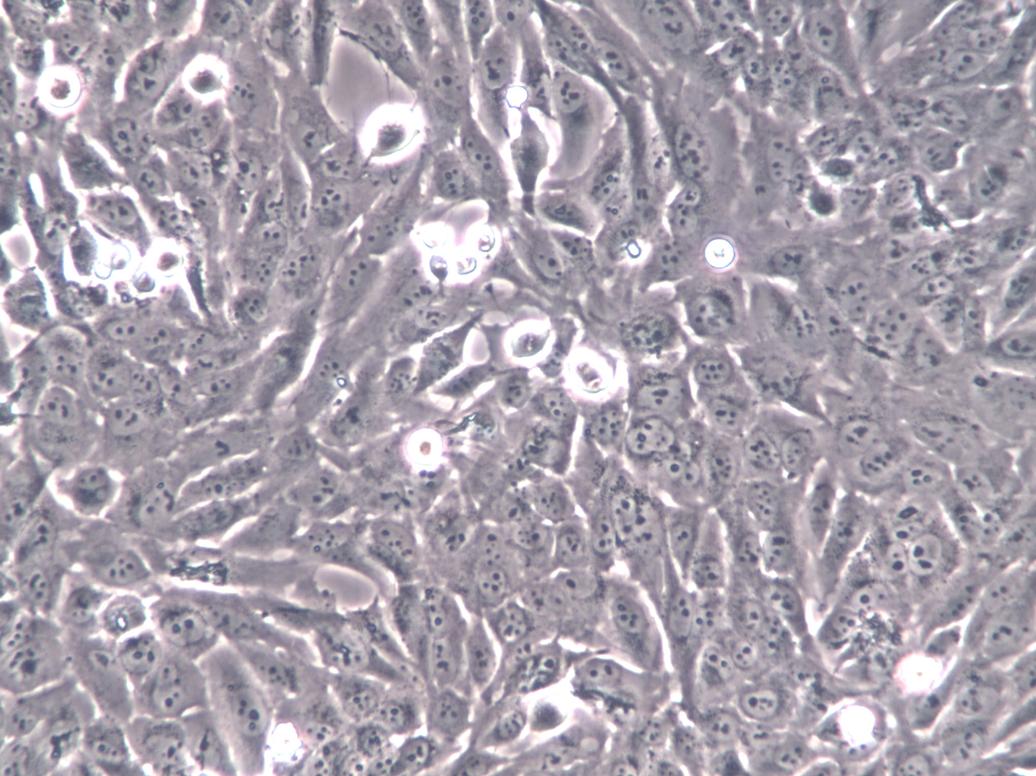 Pt K2 Cell|袋鼠肾细胞,Pt K2 Cell