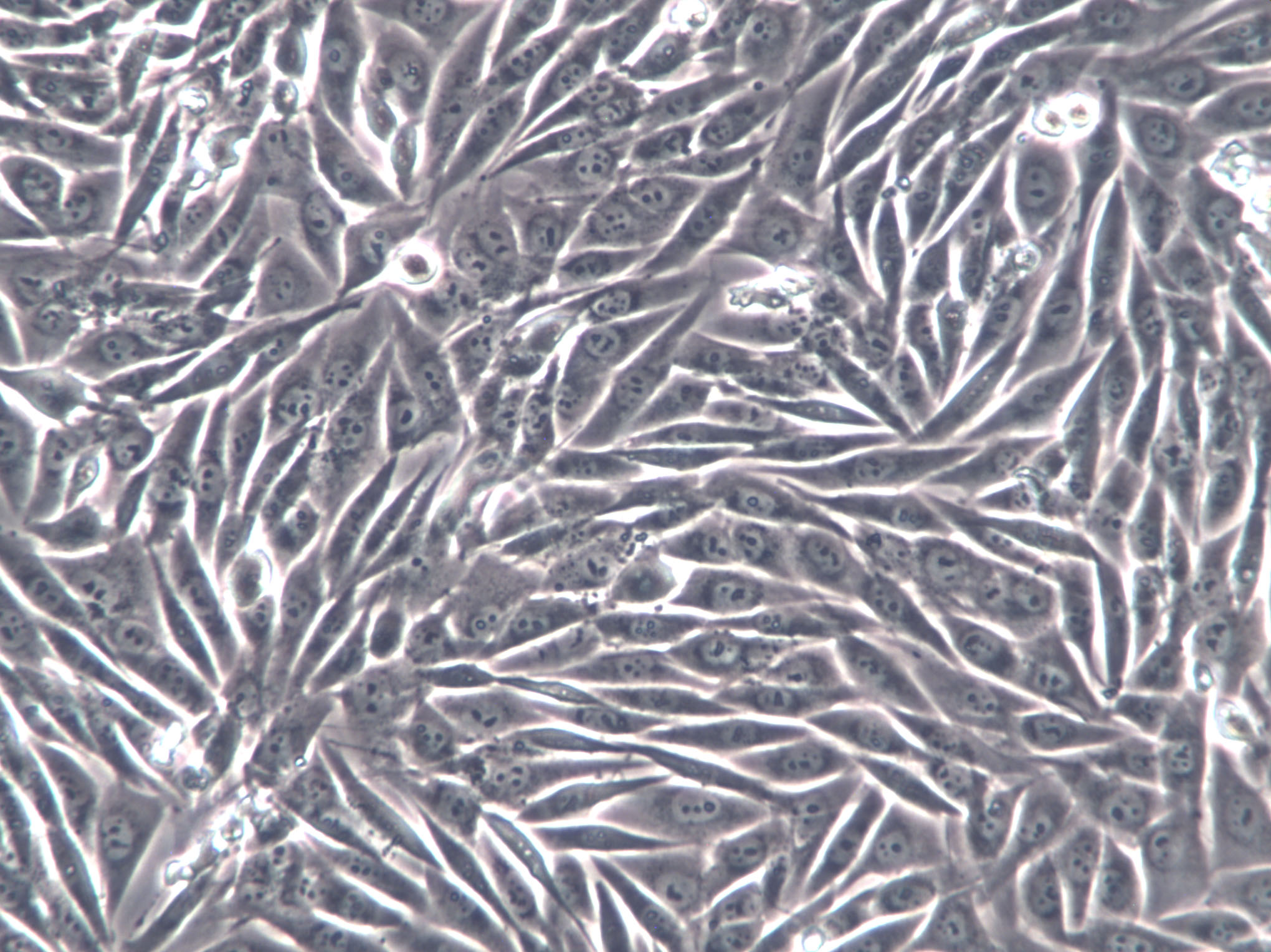 腺上皮细胞图片