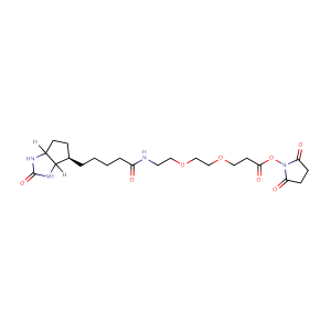 (+)-生物素-PEG2-NHS酯