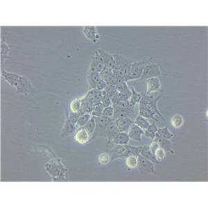 BC-024 Cell|人乳腺癌细胞