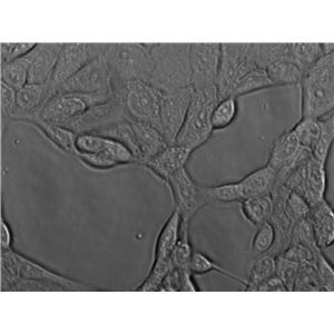 AE1201 Cell|人肺转化细胞