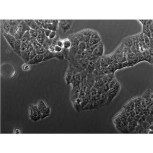 A-253 Cell|人唾液腺肿瘤细胞