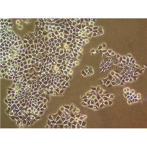 CHO-S Cell|中国仓鼠卵巢细胞