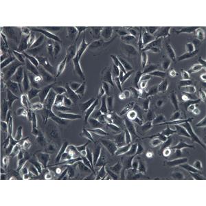 BC3 H1 Cell|小鼠脑瘤细胞