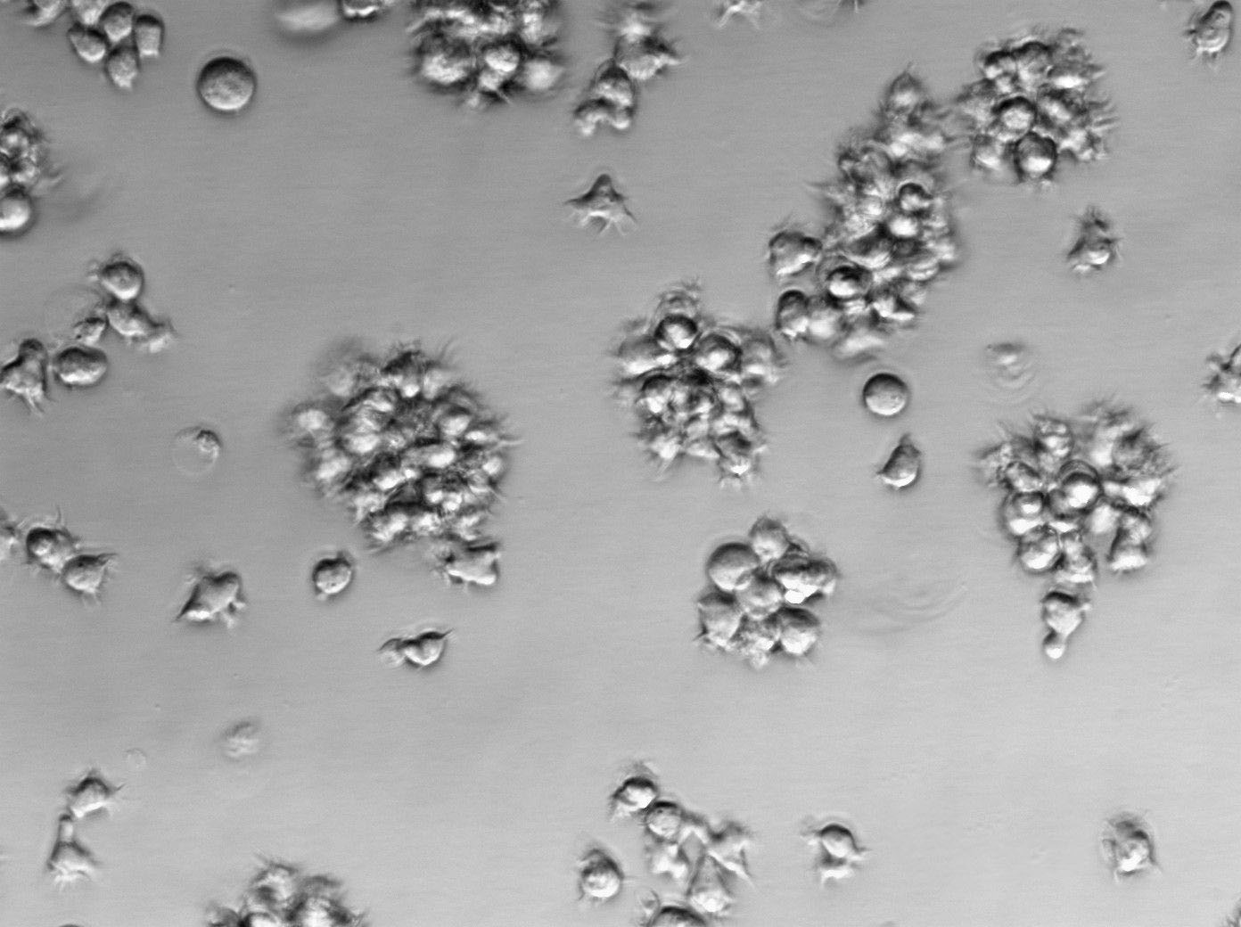 酵母氨基酸缺陷型合成液体培养基基础[亮氨酸缺陷],Yeast Synthetic Drop-out Fluid Medium without Leuc