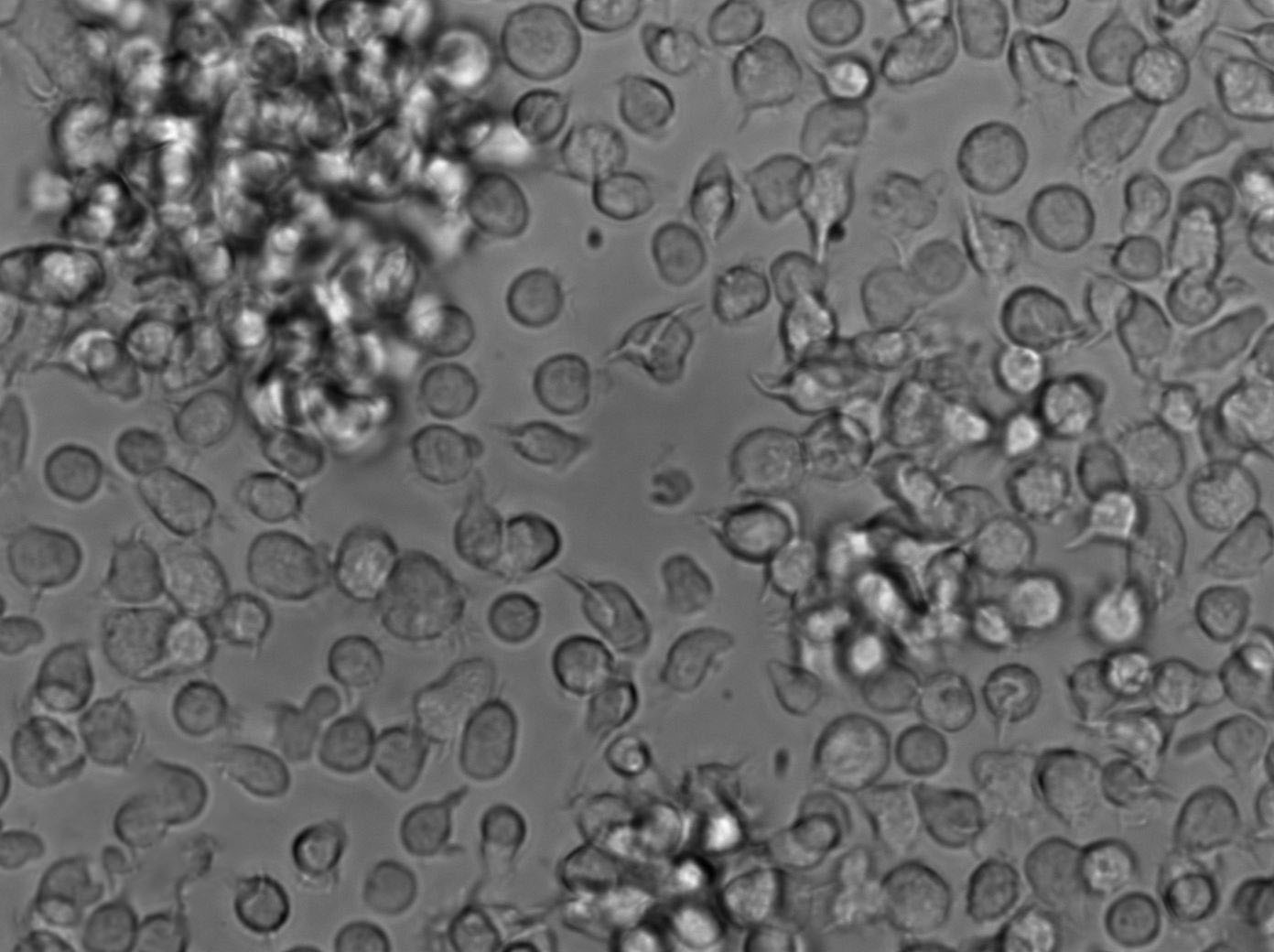 抗生素培养基基础11号,Medium 11(Neomycin Assay Agar)