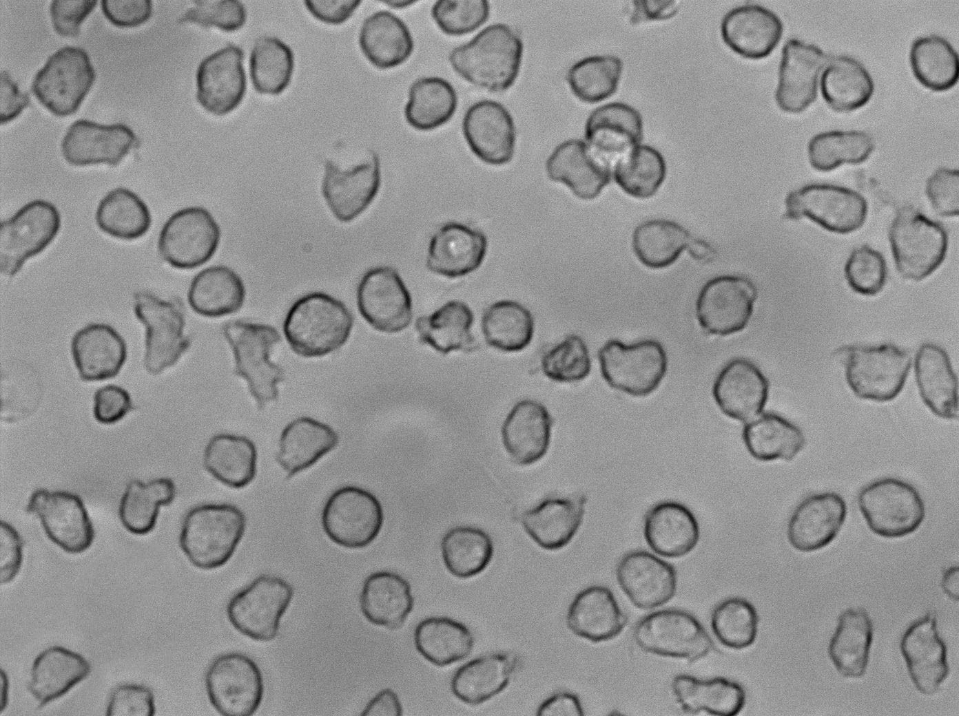 抗生素培養(yǎng)基基礎(chǔ)9號,Medium 9(Polymyxin Base Agar