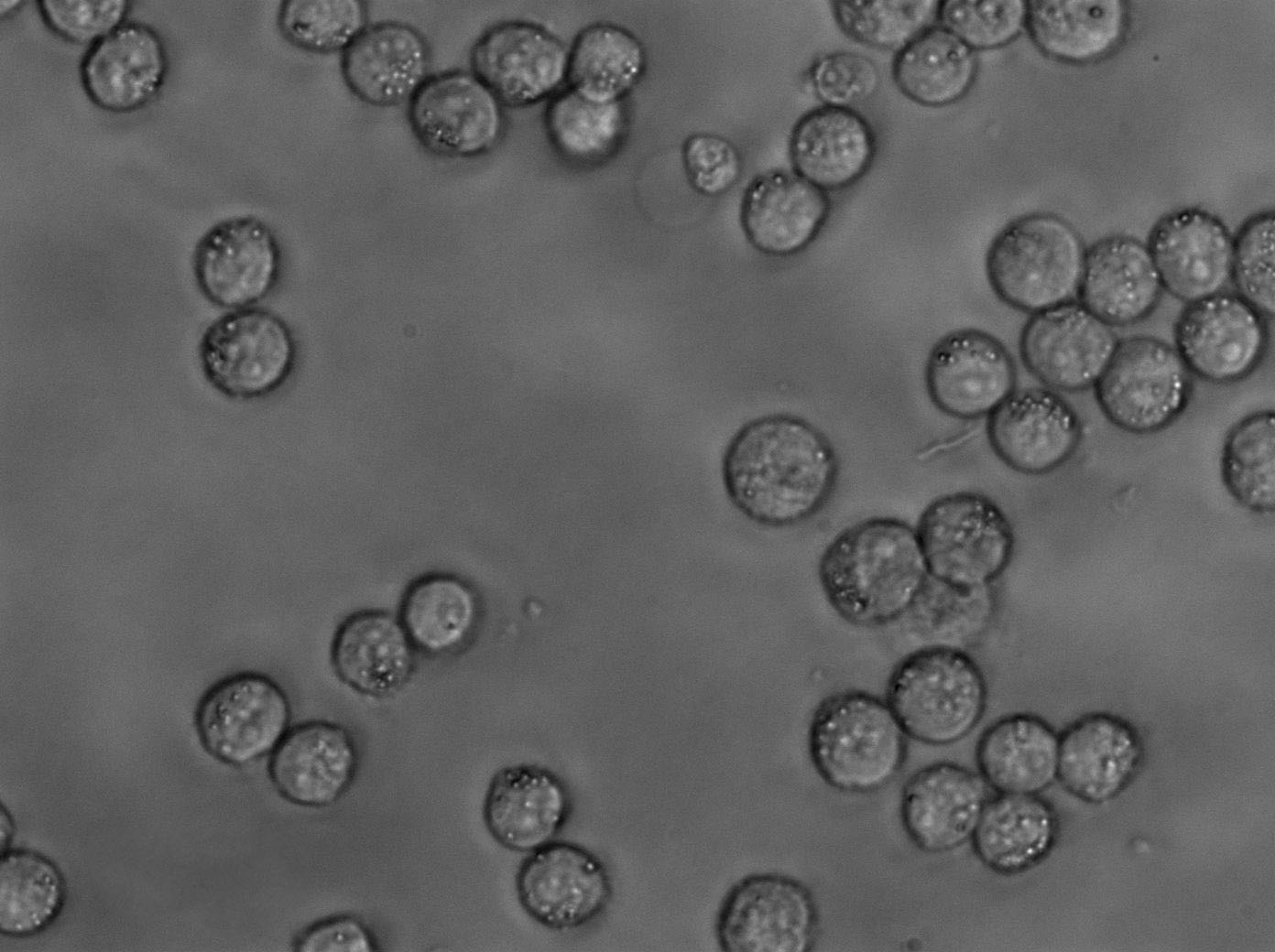 抗生素培养基基础2号,Medium 2(Penassay Base Agar)