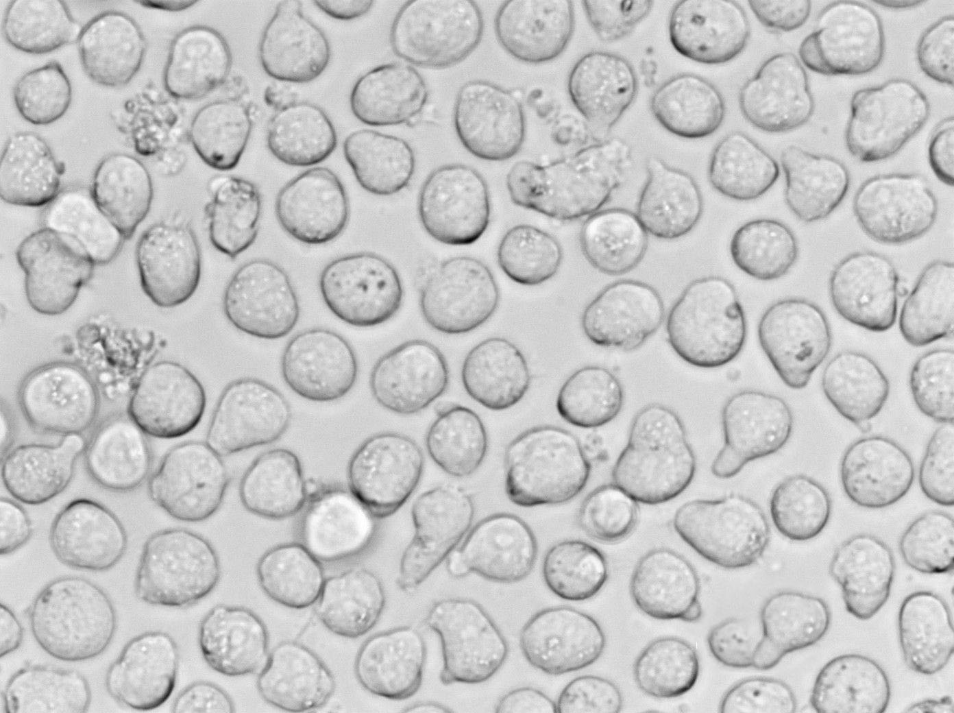 BIGGY琼脂培养基基础,Bismuth Sulfite Glucose Glycine Yeast Agar