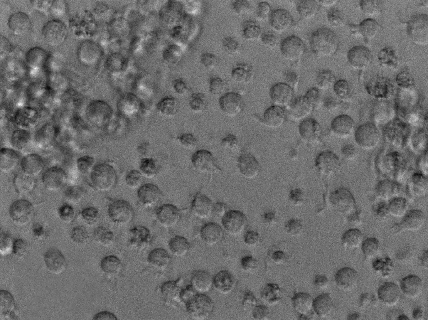 變異鏈球菌培養(yǎng)基基礎(chǔ),Streptococcus mutans Medium