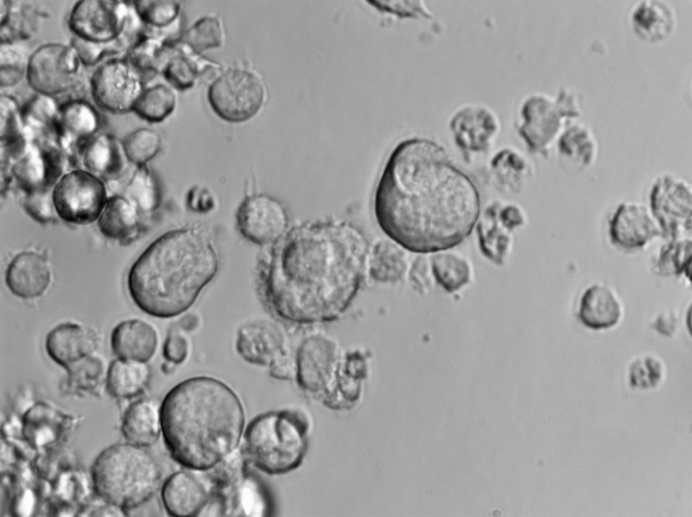 改良Gorodkowa琼脂培养基基础,Modified Gorodkowa Agar