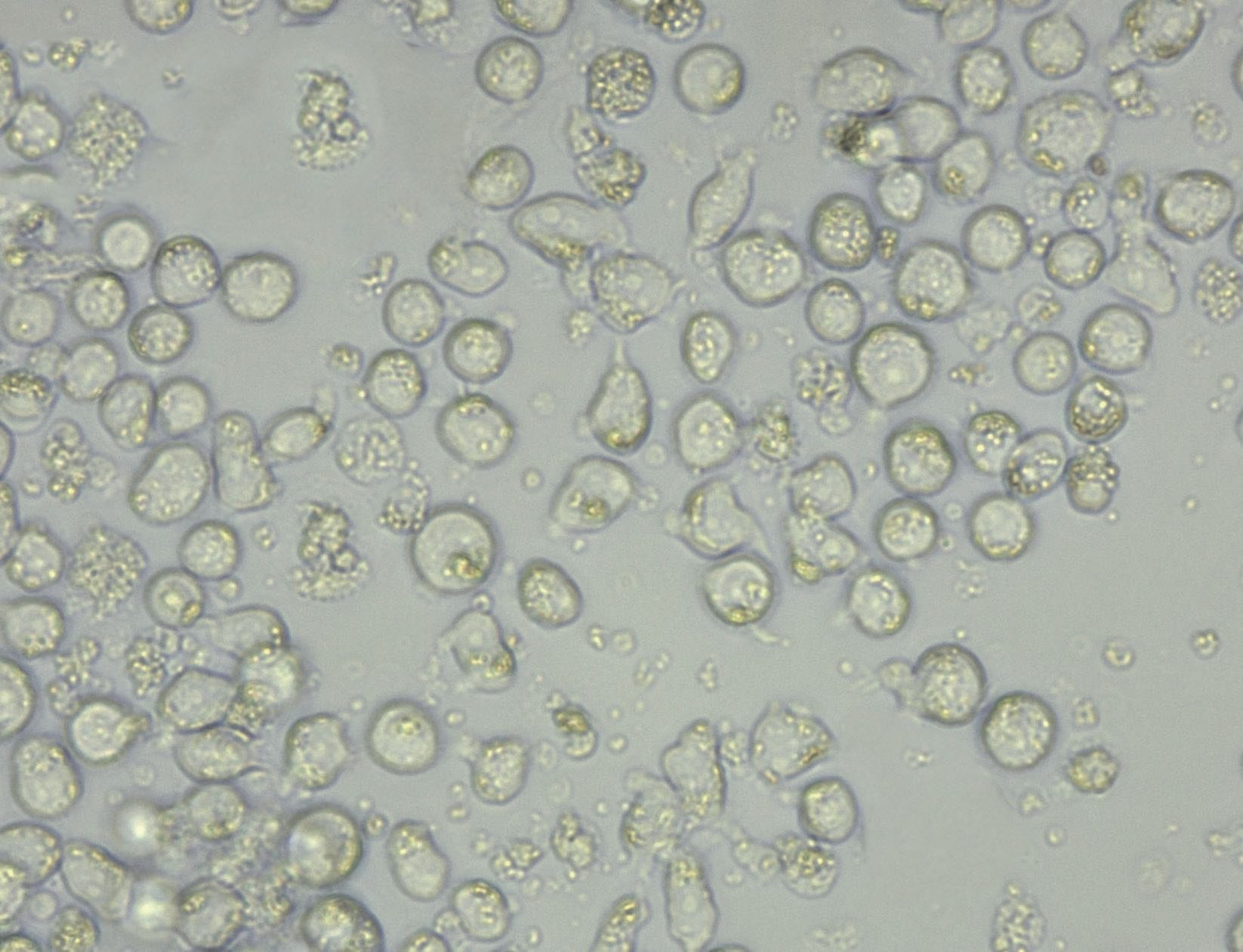 KF链球菌琼脂培养基基础,KF Streptococcus Agar