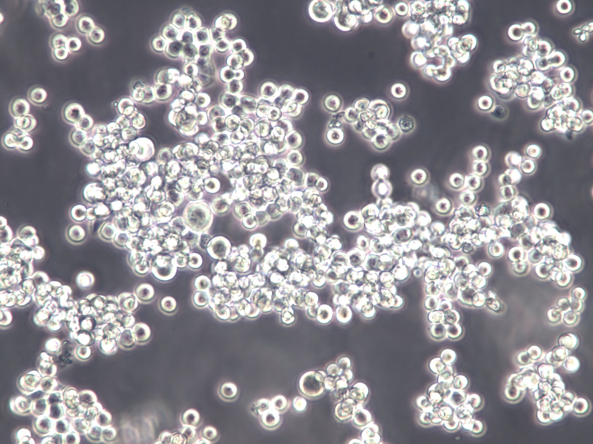 3%NaCl氨基酸脫羧酶試驗對照培養(yǎng)基基礎,Aminoacid Decarboxylase Test Medium controls with 3%NaCl