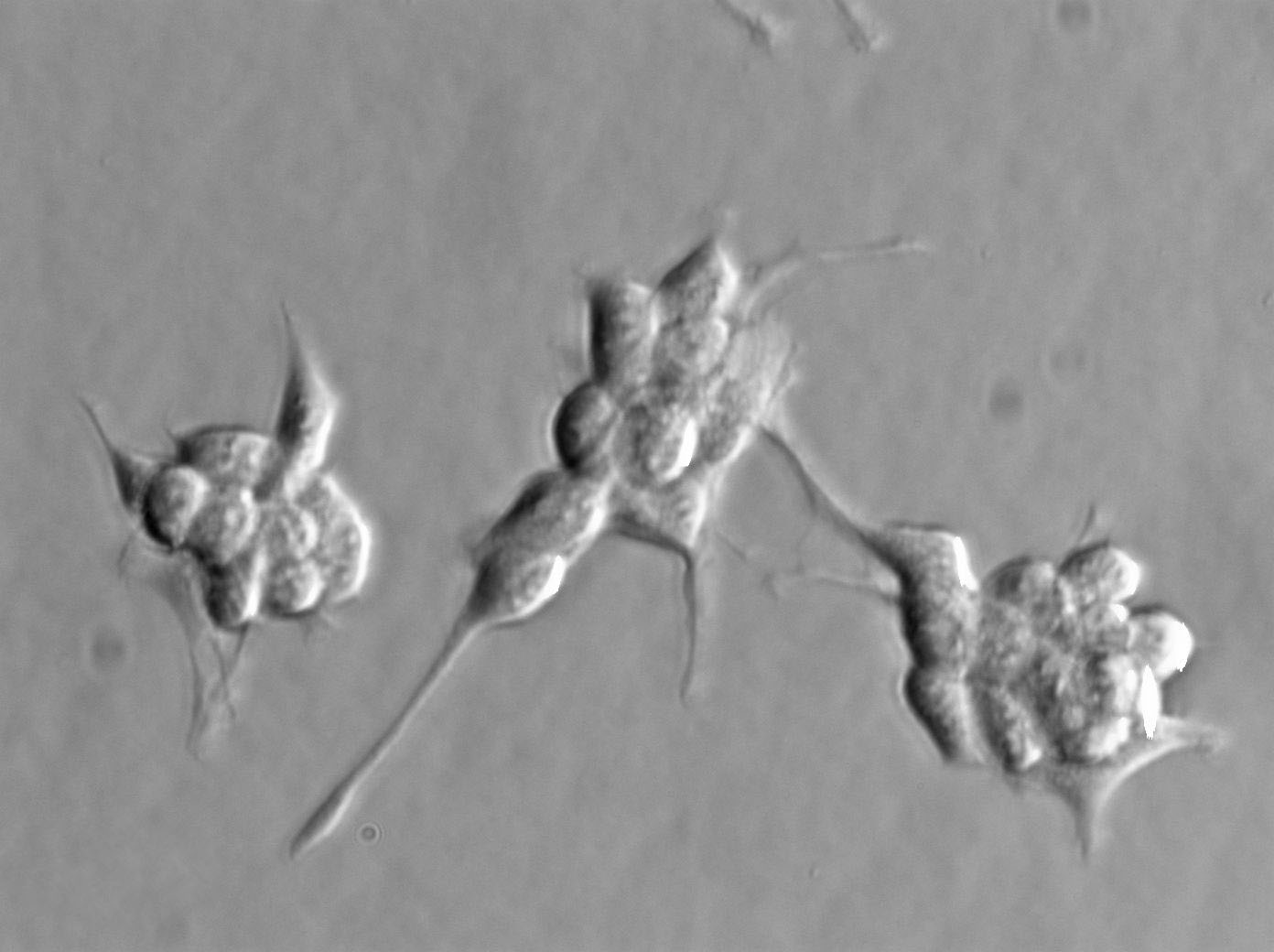 VP267 Cell|人乳腺癌细胞,VP267 Cell