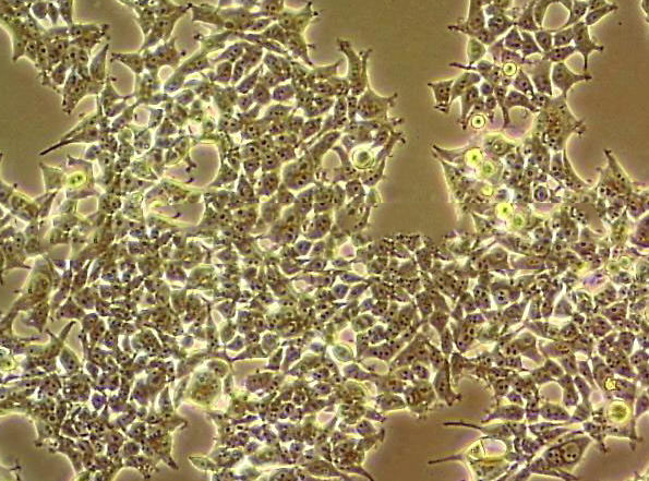 CHL/IU Cell|中国仓鼠肺细胞,CHL/IU Cell