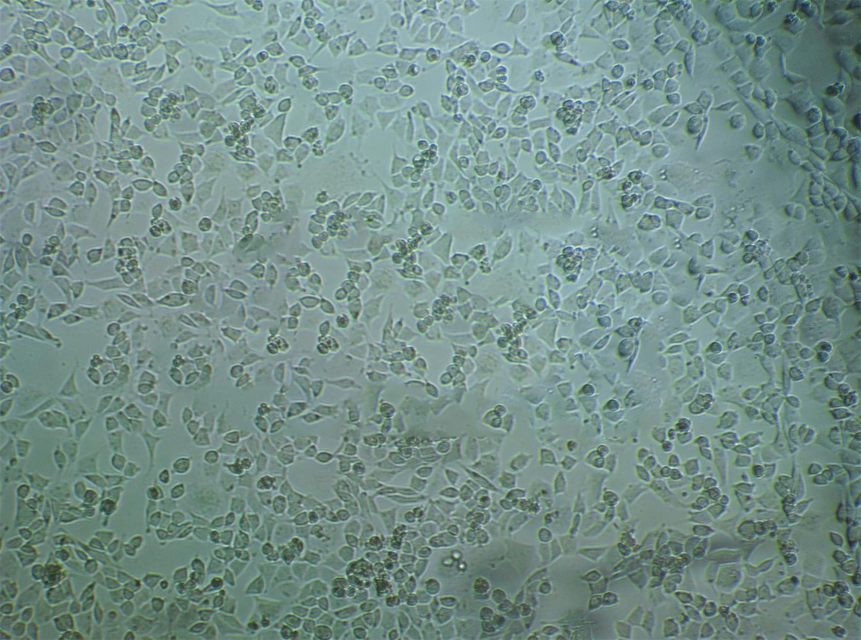 H19-7 Cell|大鼠海马神经元细胞,H19-7 Cell
