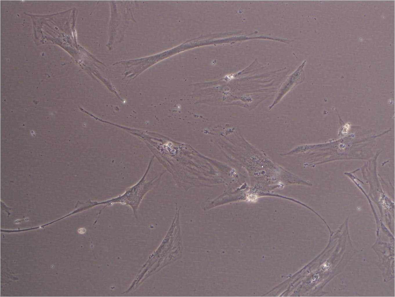 UMNSAH/DF-1 Cell|鸡胚胎成纤维细胞,UMNSAH/DF-1 Cell