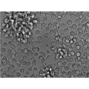 抗生素培养基基础11号,Medium 11(Neomycin Assay Agar)