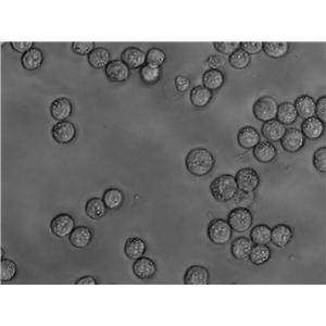 抗生素培养基基础2号,Medium 2(Penassay Base Agar)