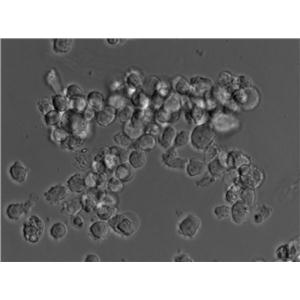 3%NaCl赖氨酸脱羧酶试验培养基基础,Lysine-decarboxylase Test Medium with 3%NaCl