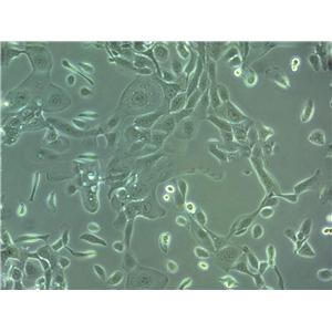 MGH-U3 Cell|人膀胱癌细胞