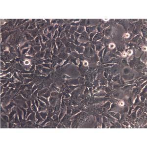 McA-RH8994 Cell|大鼠肝癌细胞