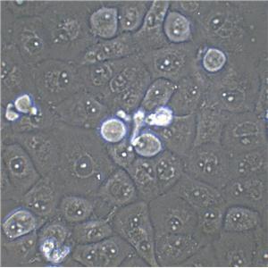 NCI-H64 Cell|人肺癌细胞