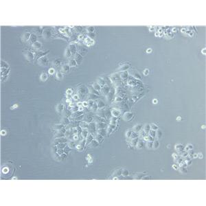 CHO Cell|中国仓鼠卵巢细胞