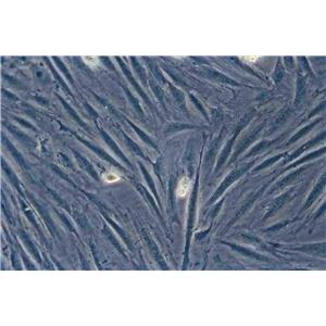 WI-38 Cell|人胚肺成纤维细胞