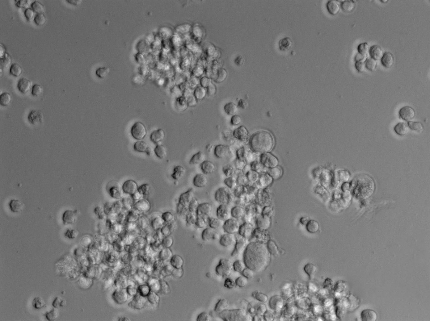 BBM瓊脂培養(yǎng)基基礎(chǔ),Bold’s Basal Medium with Agar