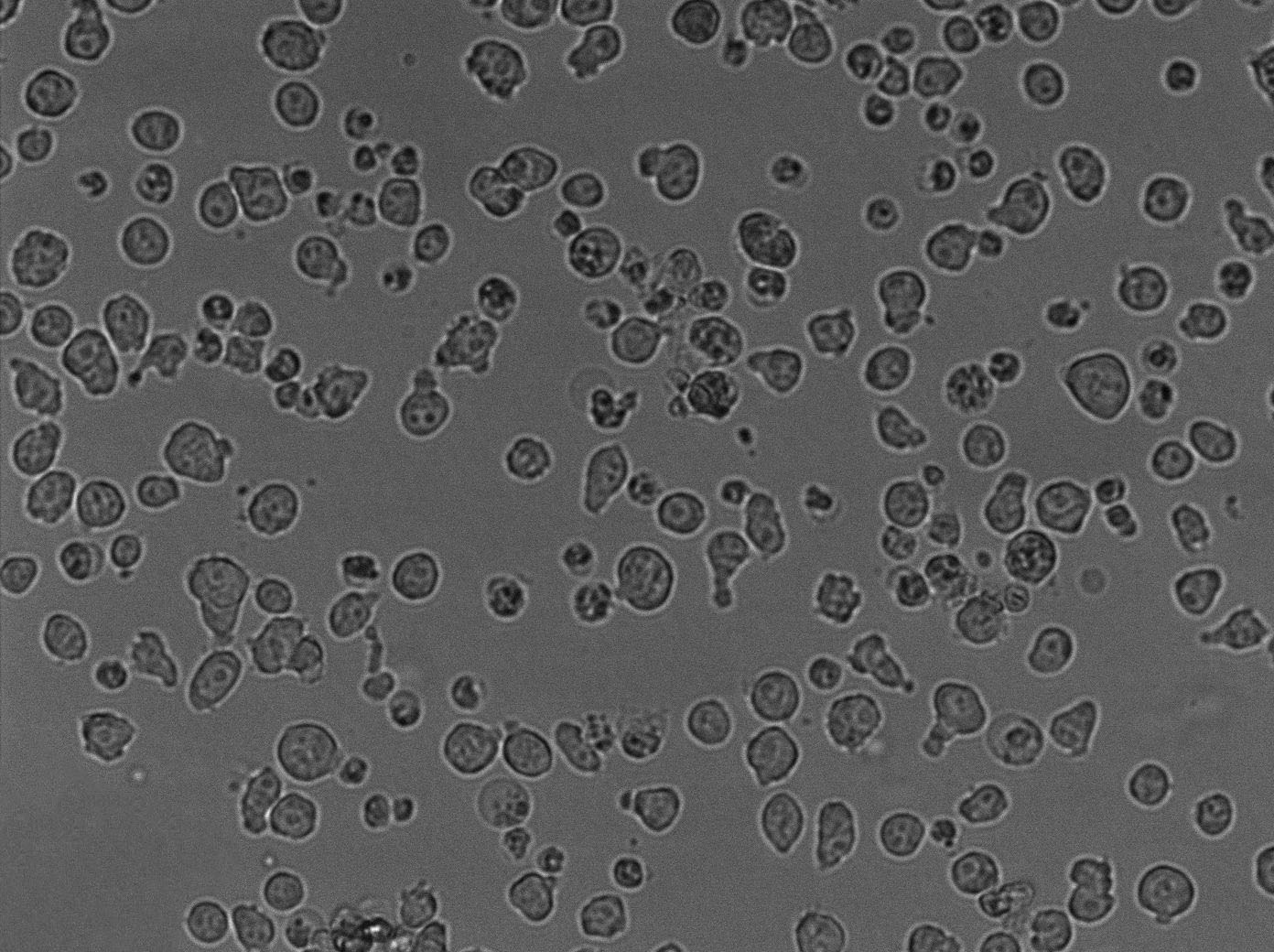 Wort瓊脂培養(yǎng)基基礎(chǔ),Wort Agar Base