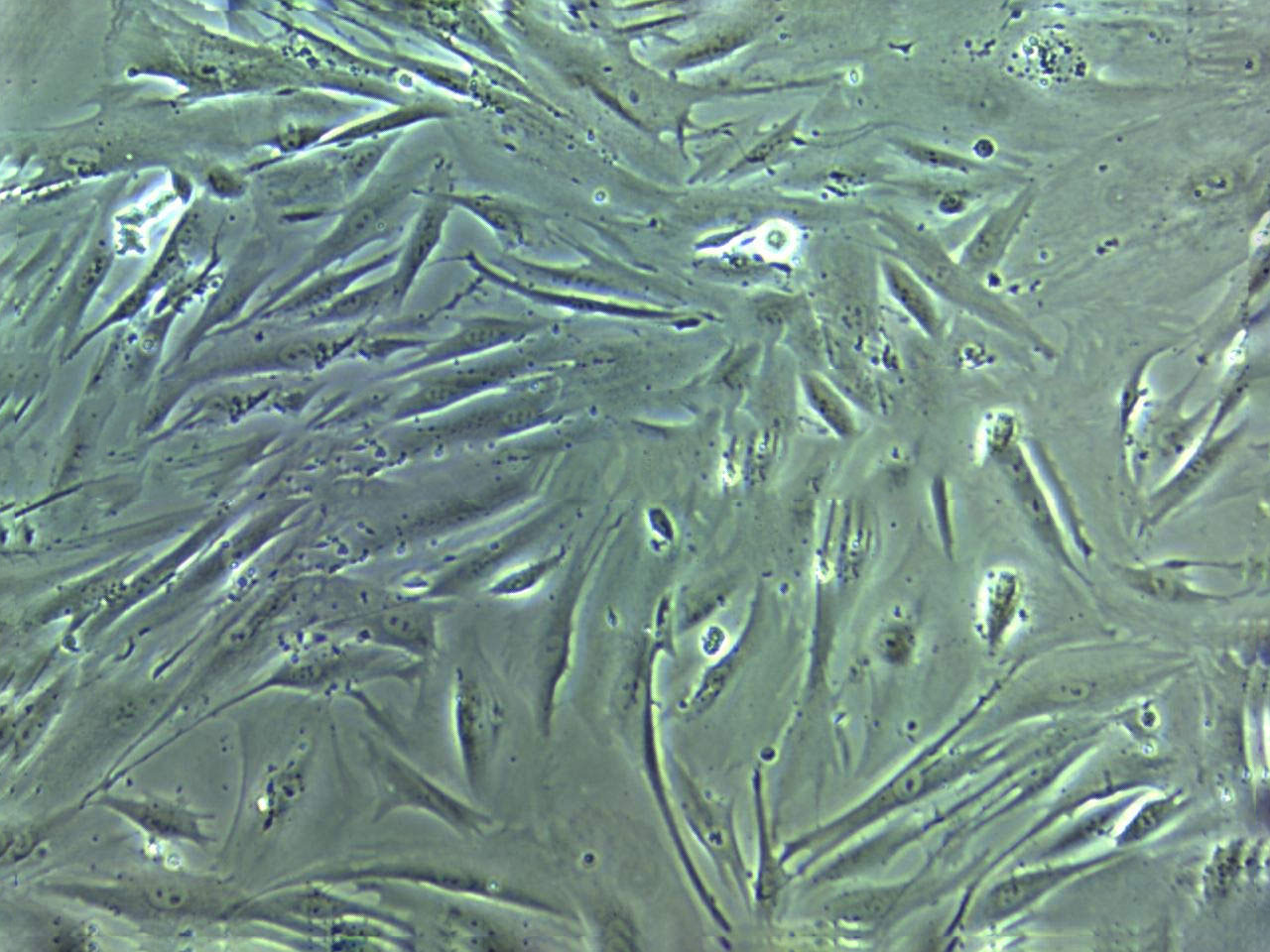 PT-K75 Cell|猪鼻甲黏膜成纤维细胞,PT-K75 Cell