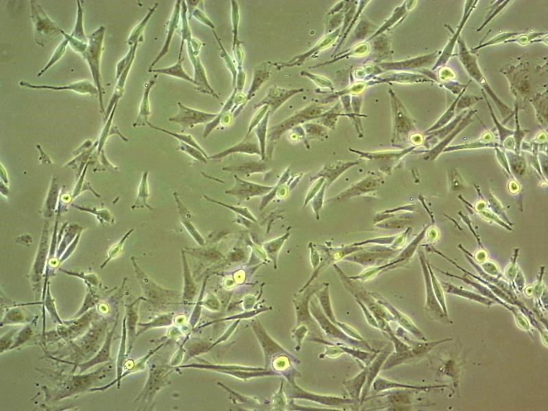 HES [Human embryonic skin fibroblast] Cell|人皮肤成纤维细胞,HES [Human embryonic skin fibroblast] Cell