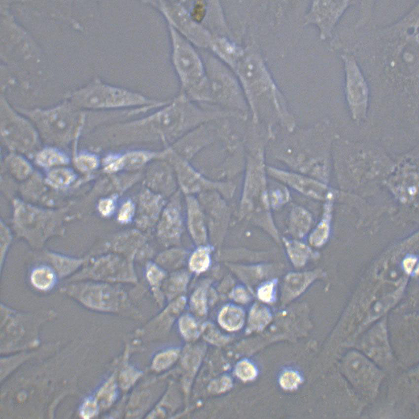 MUS-M1 Cell|小鼠小肠平滑肌细胞,MUS-M1 Cell