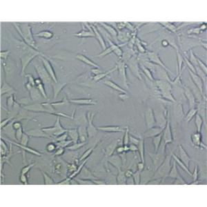 WML2 Cell|小鼠肺成纤维细胞