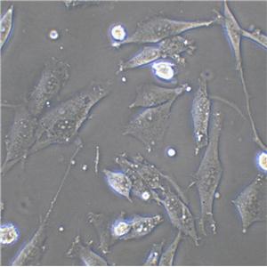 C3H/10T1/2 clone 8 Cell|小鼠胚胎成纤维细胞