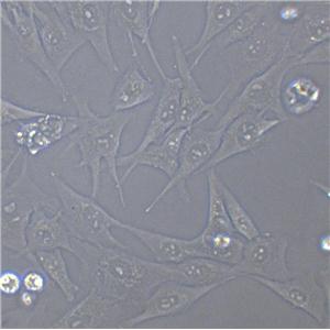 BLO-11 Cell|小鼠骨骼成纤维细胞
