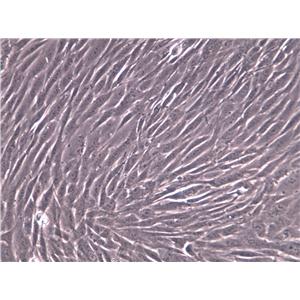 HFL-I Cell|人胚肺成纤维细胞