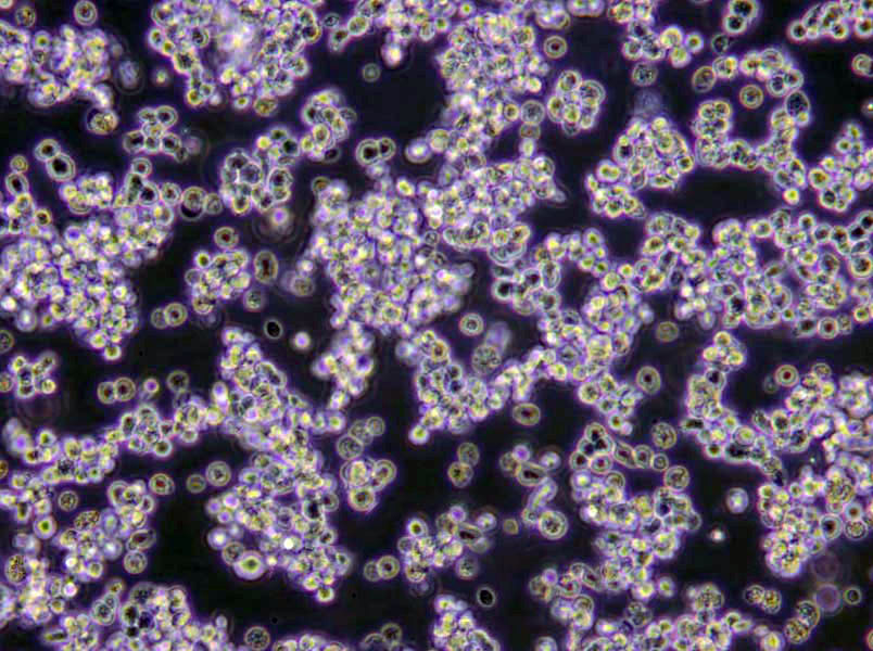 无机盐淀粉琼脂培养基基础,ISP Medium4(Inorganic Salts-Starch Agar)