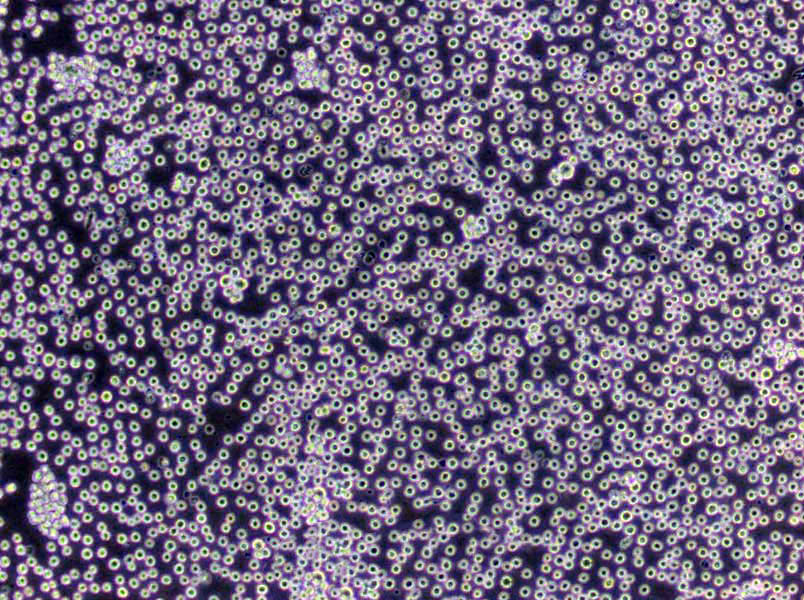 联合固氮菌培养基基础,Endophytic Diazotrophs Medium