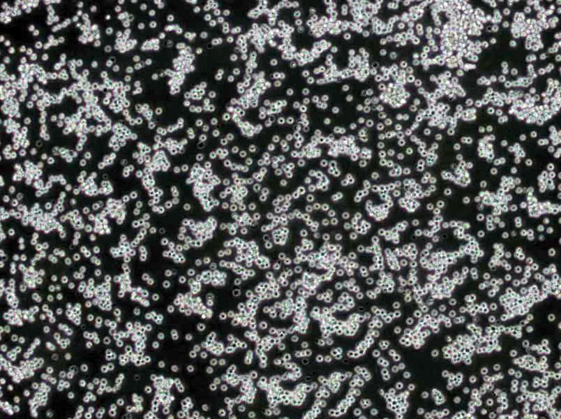 根瘤菌培养基基础Ⅱ,Nodule Bacteria Medium Ⅱ Base