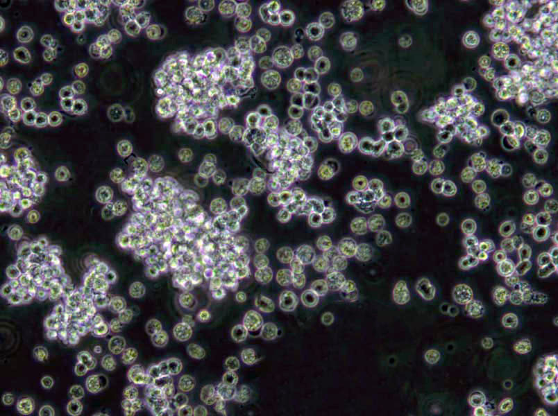 MKTTn肉汤培养基基础,Muller Kauffmann Tetrathionate Novobiocin Broth Base